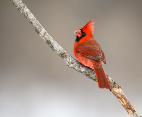 Male Northern Cardinal Closeup Portrait in Winter on Gray Background