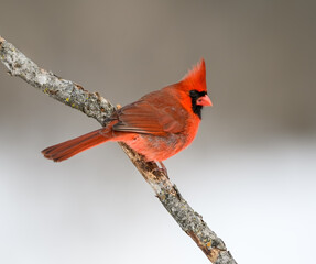 Male Northern Cardinal Closeup Portrait in Winter on Gray Background