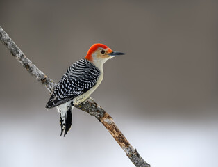 Red-bellied Woodpecker Closeup Portrait in Winter on Gray Background