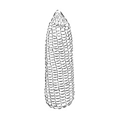 Corn, Maize or Zea mays, vintage engraving. Monochrome illustration with corn on a light background. Illustration, vector, isolated. corn vector sketch illustration