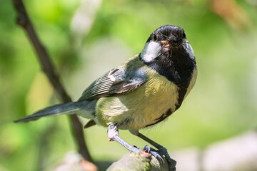 Great tit (Parus major) bears food to the young. Czechia. Europe. 