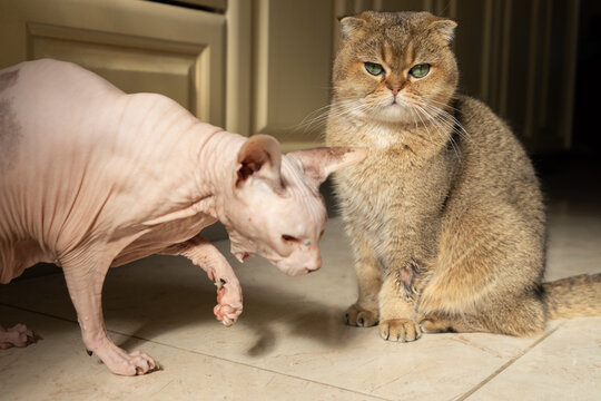  scottish fold cat and don smooth sphynx cat