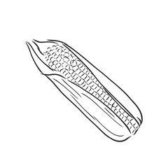 Corn, Maize or Zea mays, vintage engraving. Monochrome illustration with corn on a light background. Illustration, vector, isolated. corn vector sketch illustration