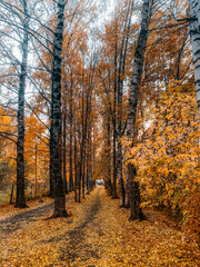 autumn in the forest