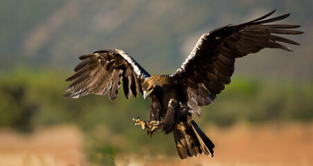 AGUILA IMPERIAL  IBERICA (Aquila adalberti)