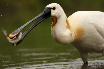 Portrait of eurasian spoonbill or common spoonbill (Platalea leucorodia) with a fish in its beak.A large white water bird with a fish in its beak on a green background.