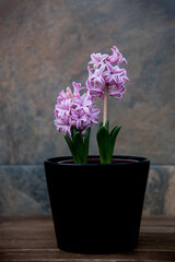 lovely pink hyacinths in a black pot with abstract background
