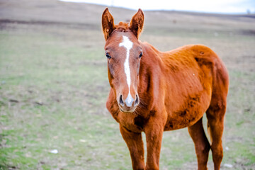 Brown young horse stallions in a farm field, autumn photo.