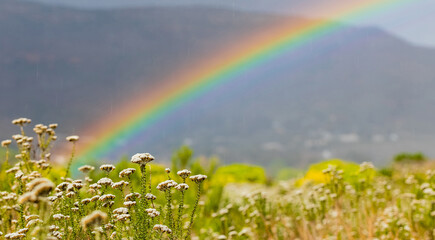 Selective focus shot of a rainbow over a flower field captured in Cape Town, South Africa © Michael Turner/Wirestock