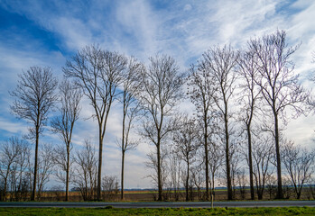 Fototapeta premium Landscape with poplar trees in the Netherlands 