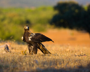 AGUILA IMPERIAL  IBERICA (Aquila adalberti)