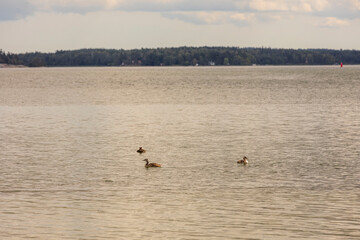 Beautiful view of waterfowl bird on Baltic sea surface. Natural backgrounds. Sweden.