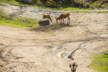 Beautiful landscape view on group of antelopes.  Wild animals concept. Sweden.