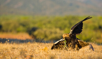 AGUILA IMPERIAL  IBERICA (Aquila adalberti)