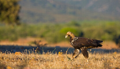 AGUILA IMPERIAL  IBERICA (Aquila adalberti)