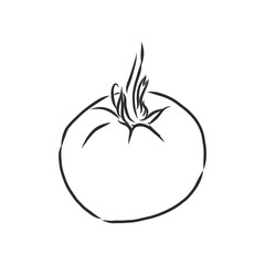 Tomato. Graphics. Illustration. Vector. tomato vector sketch illustration