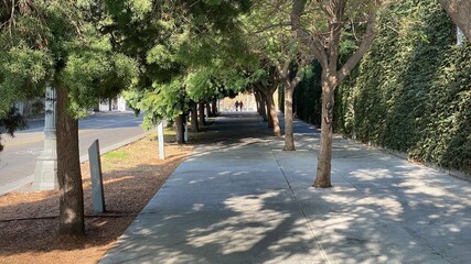 Tree-lined sidewalk forming natural archways in Downtown Los Angeles, with silhouetted couple crossing a street in the distance