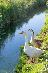 In the village, geese walk down the street on a hot, sunny summer day. 