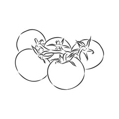 Tomato. Graphics. Illustration. Vector. tomato vector sketch illustration