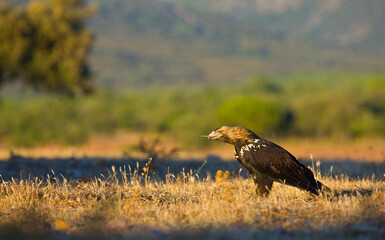 SPANISH IMPERIAL EAGLE - AGUILA IMPERIAL  IBERICA (Aquila adalberti)