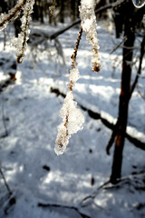 Icing on the branches of forest trees in a snowy forest