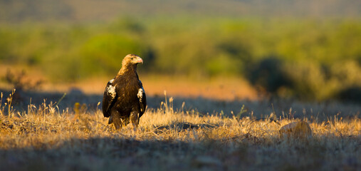 SPANISH IMPERIAL EAGLE - AGUILA IMPERIAL  IBERICA (Aquila adalberti)