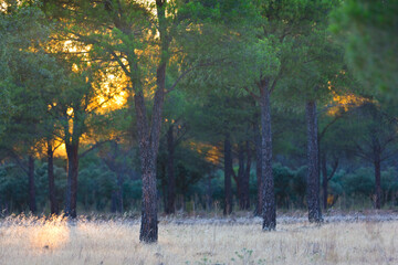 MEDITERRANEAN FOREST, SPAIN, EUROPE