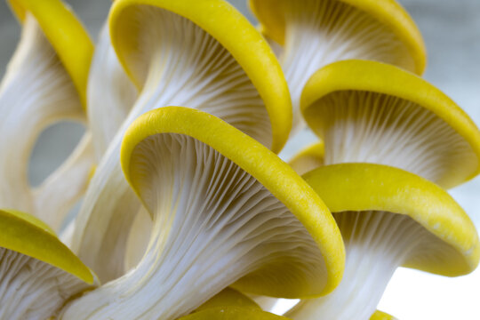 Pilze Seitlinge Kraeuterseitling Zitronenseitling Limonenseitling pilz, zitronenseitling, kr&auml;uterseitling, kr&auml;uter seitling, zitronen seitling, saitling, seitling, pleurotus eryngii, champignon, cuisi