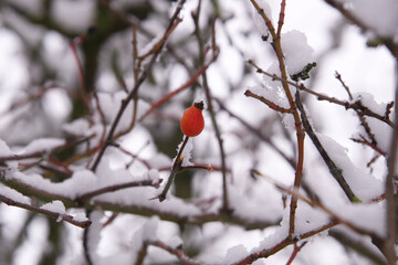 Red rosehip berries with snow, ice, winter.
