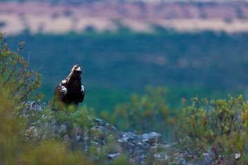 SPANISH IMPERIAL EAGLE - AGUILA IMPERIAL  IBERICA (Aquila adalberti)