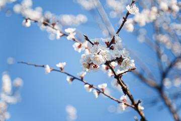 Branch of blossoming apricot tree with pink flowers on blue sky background in sun rays light
