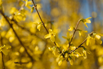 Blossoming forsythia bush with yellow flowers, closed up soft focused shot, spring bloom concept