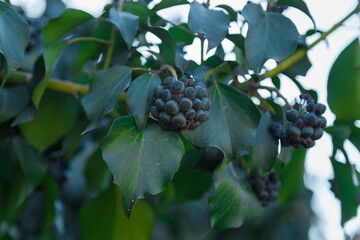 Branches of common ivy brush with green foliage and black poisonous berries. Soft focused shot, copy space.