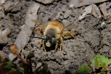 Soft focused macro shot of bumblebee with green eyes. Insects life, spring nature tiny creatures.