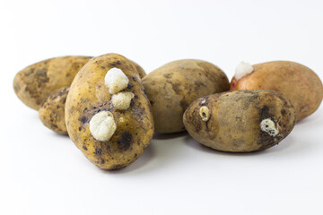 Rotting potatoes on a white background