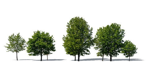 Group of deciduous trees isolated on white background