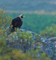 SPANISH IMPERIAL EAGLE - AGUILA IMPERIAL  IBERICA (Aquila adalberti)