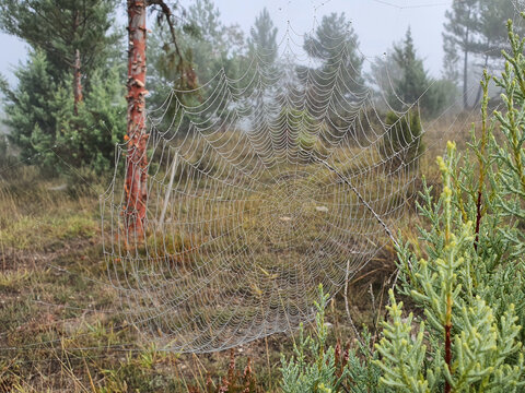 Beautiful huge spider web in nat