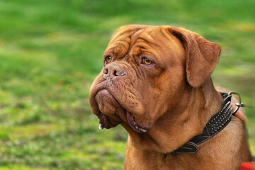 Fototapeta premium adult red dog breed Dogue de Bordeaux close-up portrait on a green background isolates