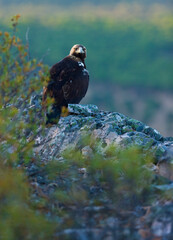 SPANISH IMPERIAL EAGLE - AGUILA IMPERIAL  IBERICA (Aquila adalberti)