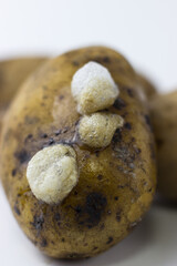Rotting potatoes on a white background
