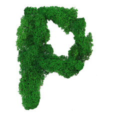 Letter P of the English alphabet made from green stabilized moss, isolated on white background