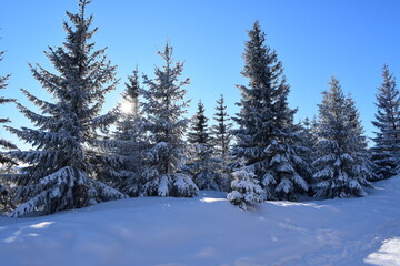 snowy land or winter on a beautiful sunny and cold day. 