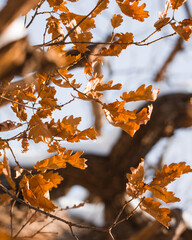 Oak branches with old bark and golden leaves from autumn covered in heavy snow
