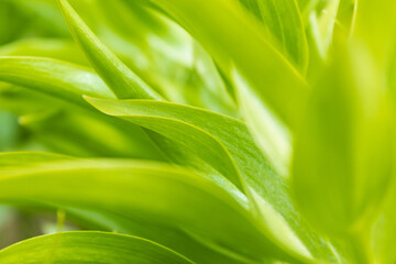 green leaf background