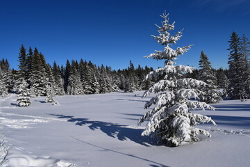 snowy land or winter on a beautiful sunny and cold day. 