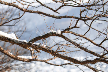 Fototapeta na wymiar Branches covered in snow