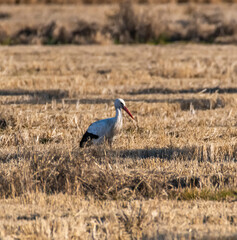 heron
