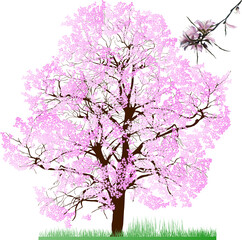 large tree in pink blooms