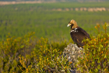 Fototapeta premium SPANISH IMPEERIAL EAGLE - AGUILA IMPERIAL IBERICA (Aquila adalberti)